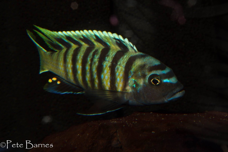 Cynotilapia sp. 'lion ntekete' Border
